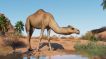 BUY Planet Zoo: Arid Animal Pack Steam CD KEY